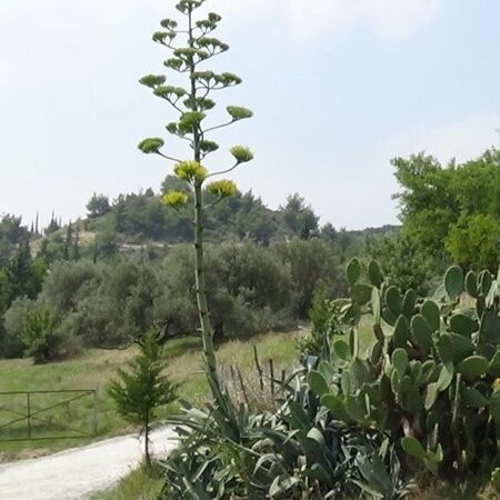 KADİRLİ’DE EFSANE BİTKİ ÇİÇEK AÇTI (1) – yüklenen